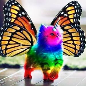 Meet your Posher, Traci